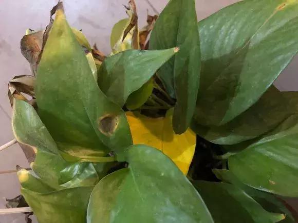 榕树冬天黄叶是什么原因,花卉黄叶原因判断