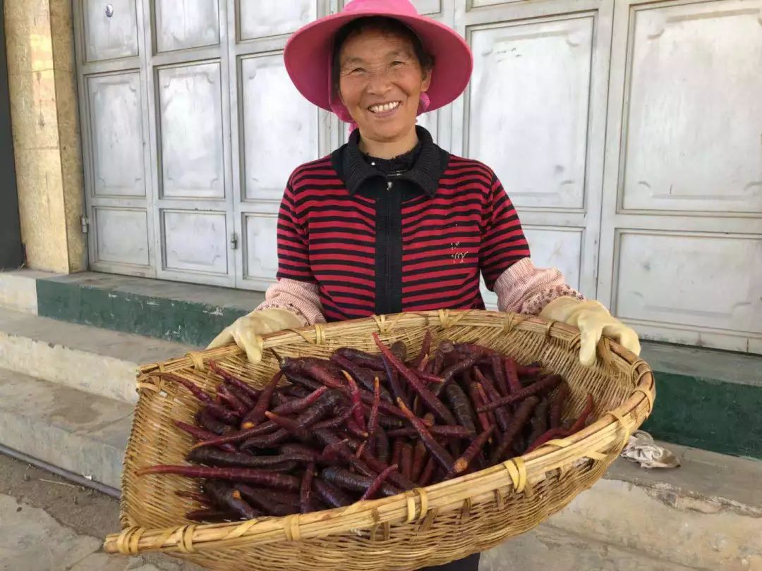 花青素甜脆萝卜,维c含量高的野果