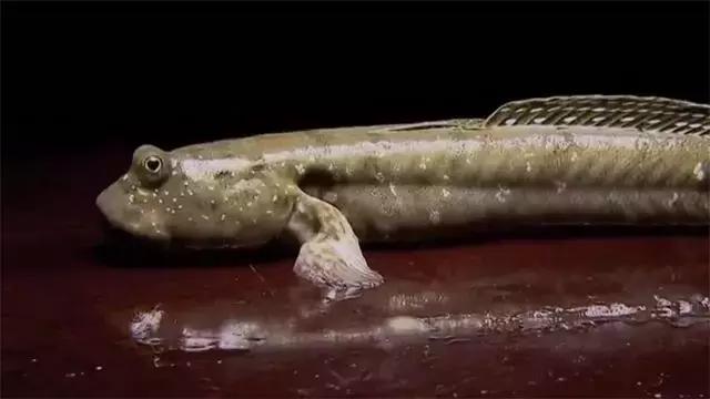 如何捕鱼跳跳鱼,野生跳跳鱼养殖