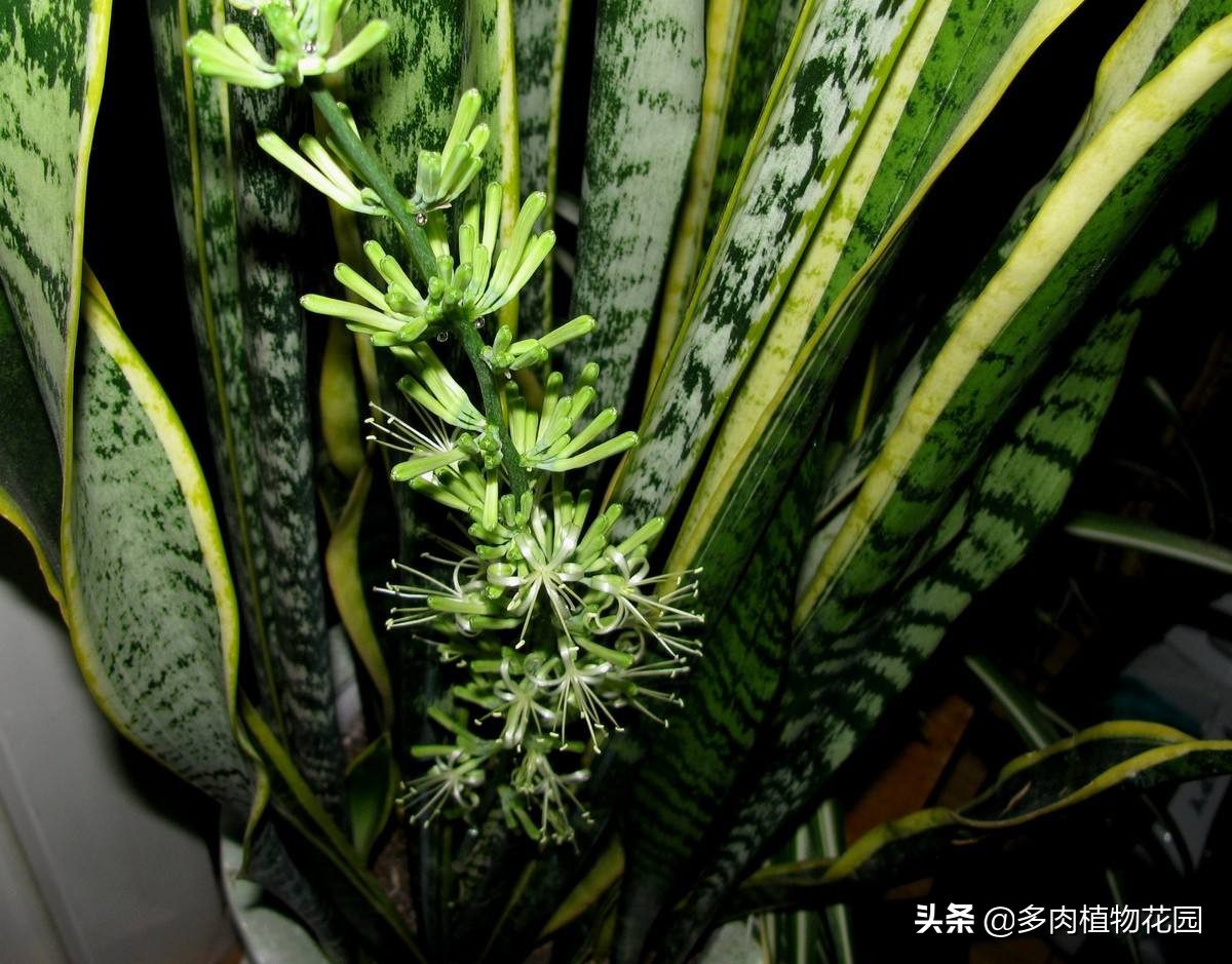 虎皮兰叶子有褶皱发软怎么办,虎皮兰叶子发软怎么补救