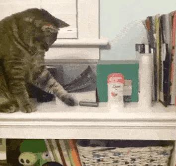 猫咪爪子为什么那么贱,盘点猫咪的爪子有多贱