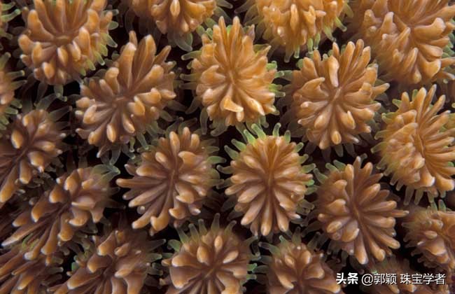 解密几个神奇的动物,解密神秘生物