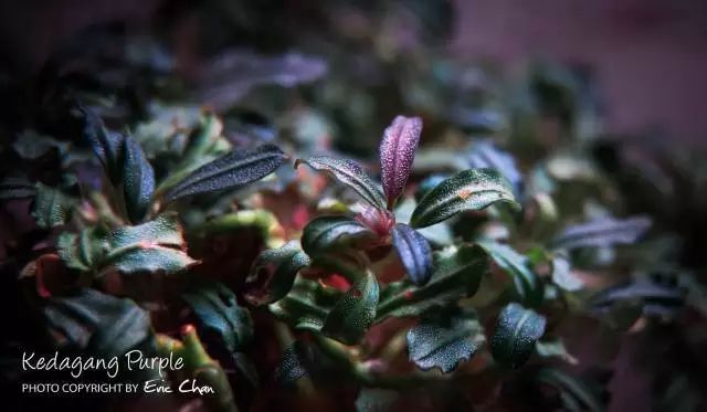 卡佩特k5辣椒榕为什么这么贵,辣椒榕k5为什么贵