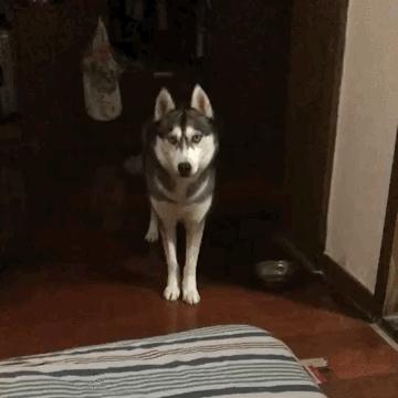 养纯种还是混血狗,养纯种狗