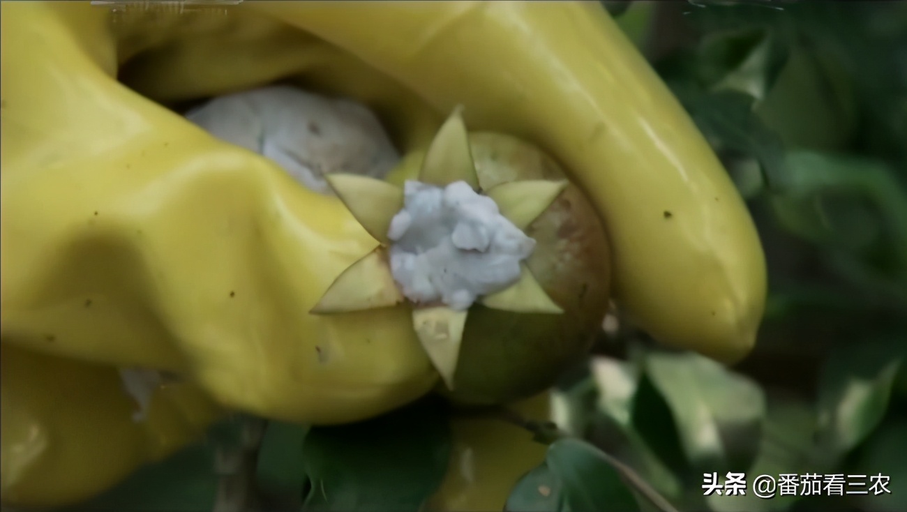 石榴防钻心虫,石榴钻心虫防治最佳时间