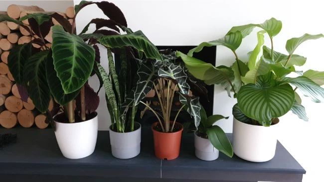 塑料盆和陶瓷盆哪个种花好,塑料盆和紫砂盆哪个养兰花好