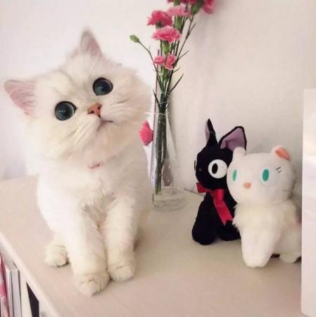 猫咪独自在家时需要注意些什么,下班回来发现小猫咪不开心