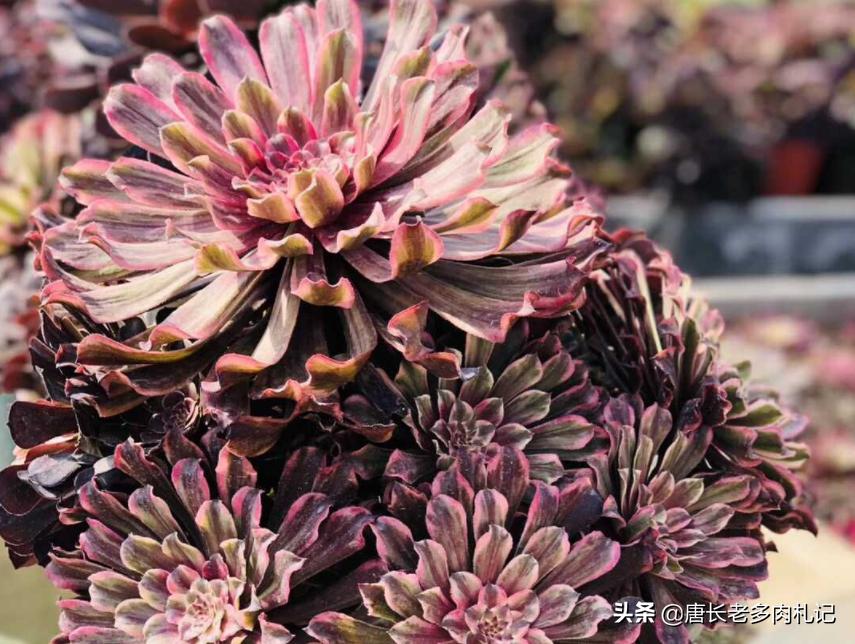 一般的多肉植物老桩价格是多少,1米高的法师多少钱