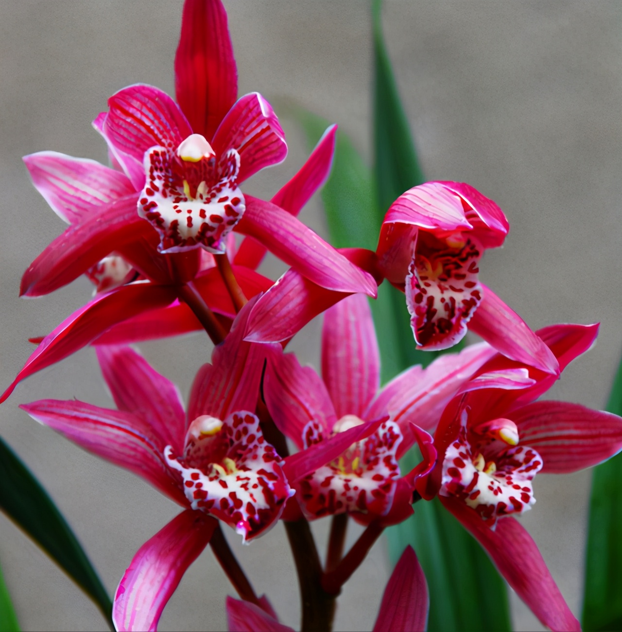 建兰红贵妃兰花是什么品种,建兰五个必养品种大全