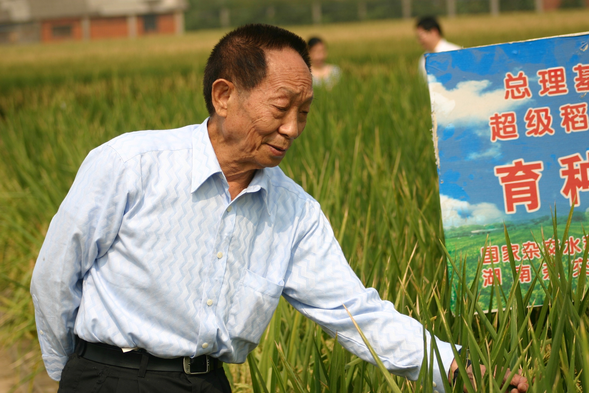 饱食者当忆袁老：禾下乘凉梦，仓满无饥恐