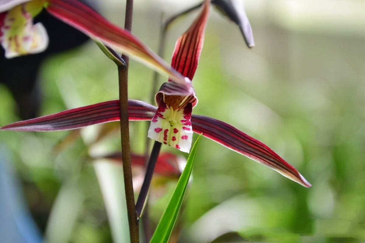 最值得拥有的精品兰花,即香又好看又名贵的兰花