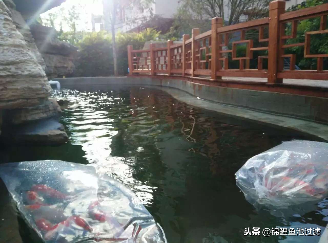 锦鲤怎么转水最好视频教程,锦鲤怎么用盐和黄粉转水