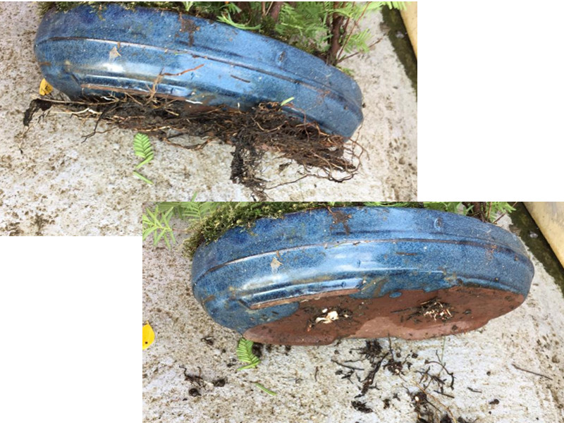 新手也能学会的修剪盆景技巧,枸杞盆景修剪技巧图解