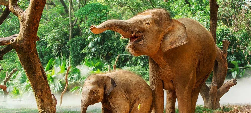 长隆野生动物世界营业时间,广州长隆野生动物园要玩多久
