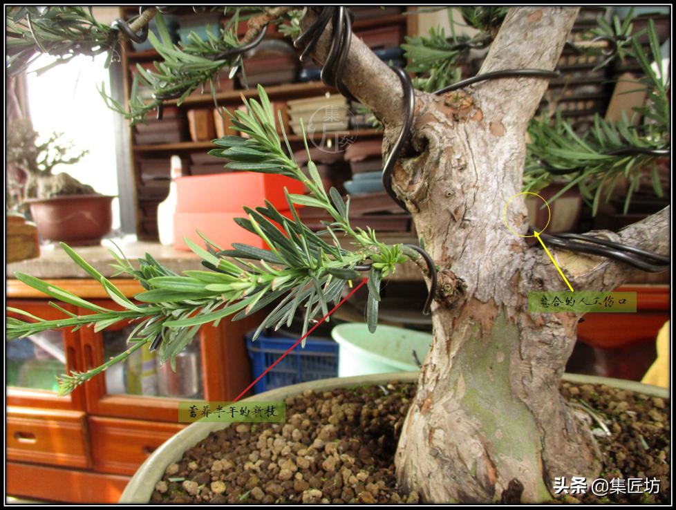 雀舌罗汉松小盆景造型,雀舌罗汉松造型制作视频