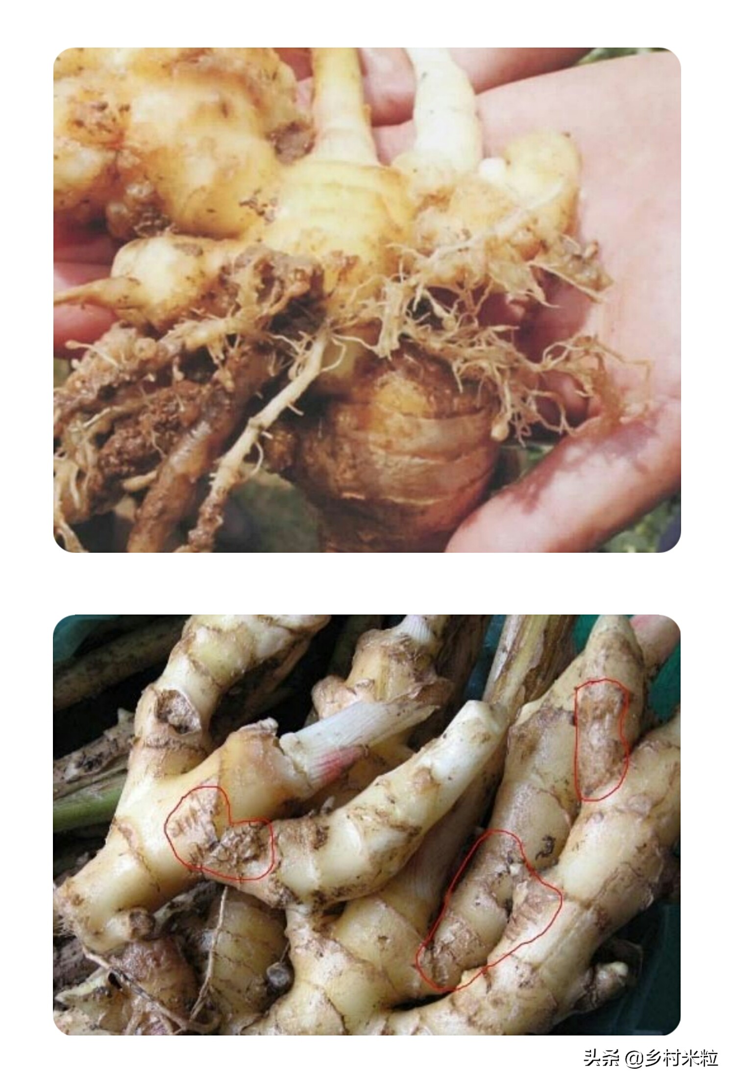 姜的根结线虫怎么杀,姜种带线虫怎么处理