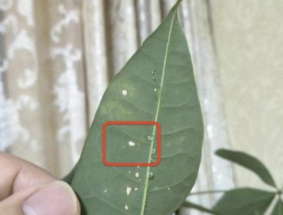 发财树叶子有白斑点是什么病,发财树叶子上长黑斑怎么回事