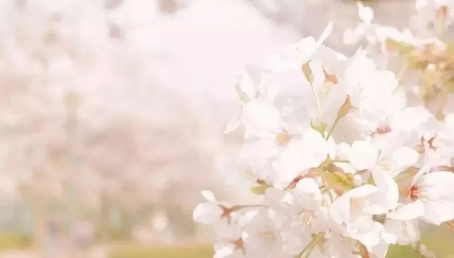 日本樱花伞价格,日本樱花限定多少钱