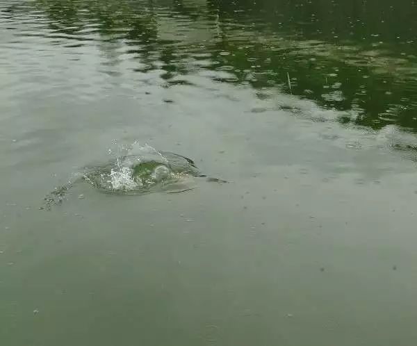 钓友钓出纹身大鲤鱼,野钓发现巨型带纹身的黄鳝