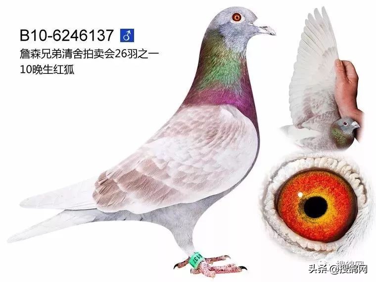 如何区分种鸽和赛鸽,怎么区分赛鸽和肉鸽公母