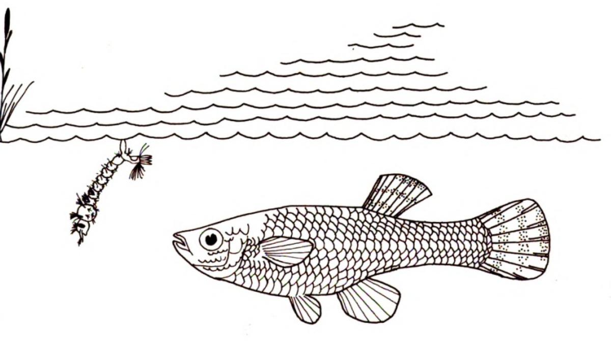 食蚊鱼能灭绝蚊子吗,蚊子物种入侵