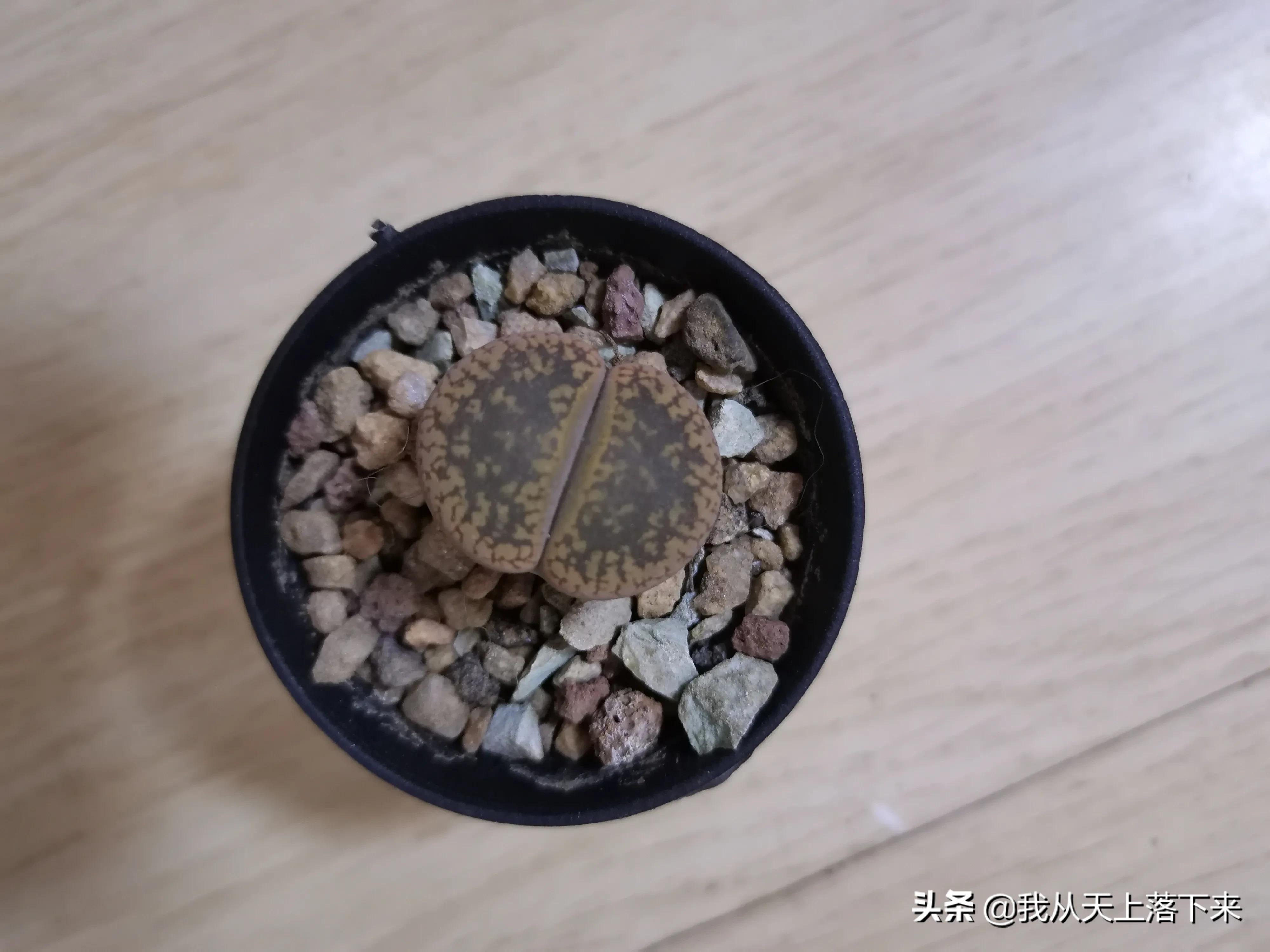 89种常见多肉植物品种图，实物拍摄，还不认识的小伙伴赶紧收藏好