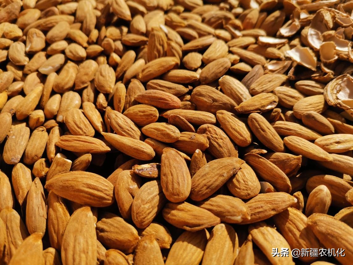 西域圣果巴旦木的功效,新疆西梅巴旦木