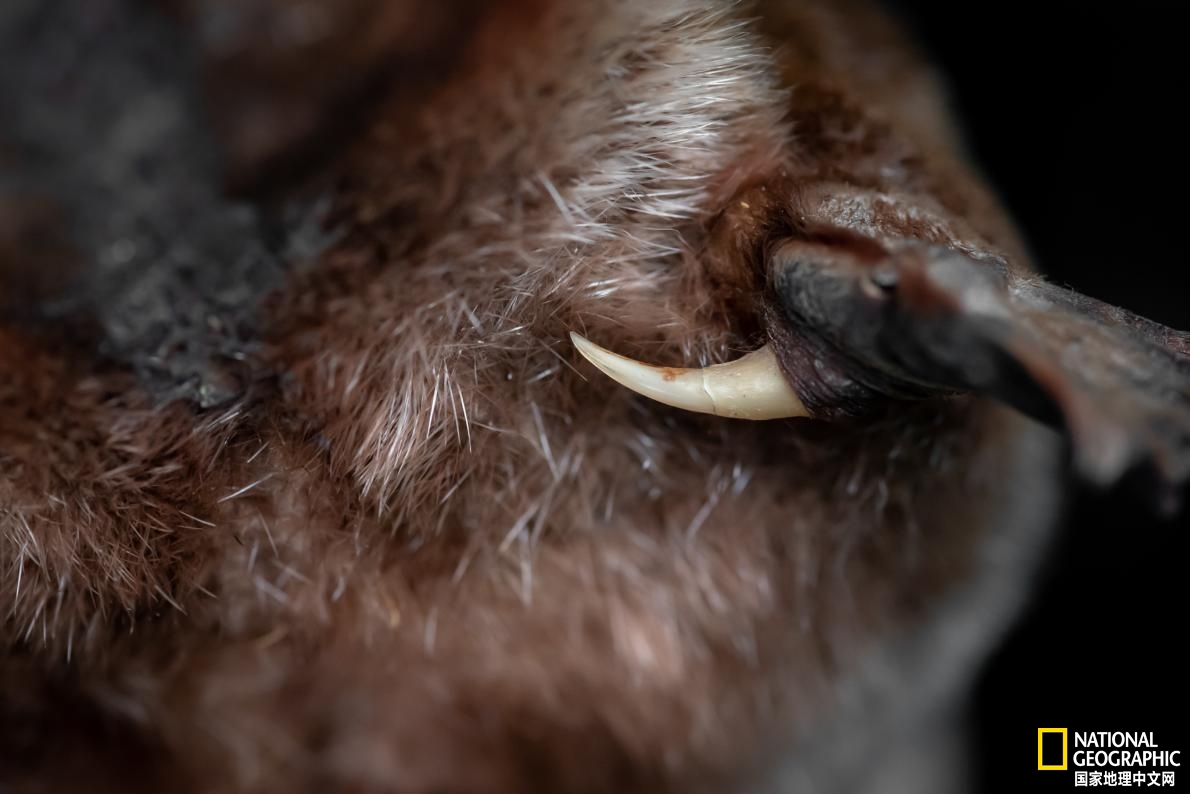 鸭嘴兽可能还存在吗,鸭嘴兽有毒为什么还要濒临灭绝