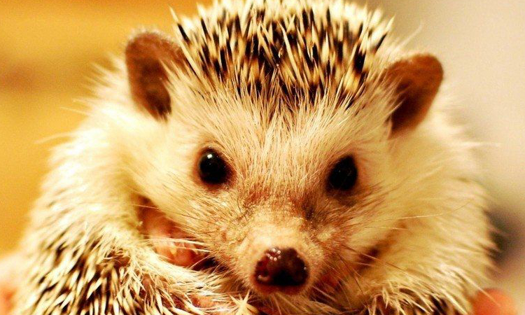 养宠物刺猬要准备什么,养宠物刺猬的注意事项是什么