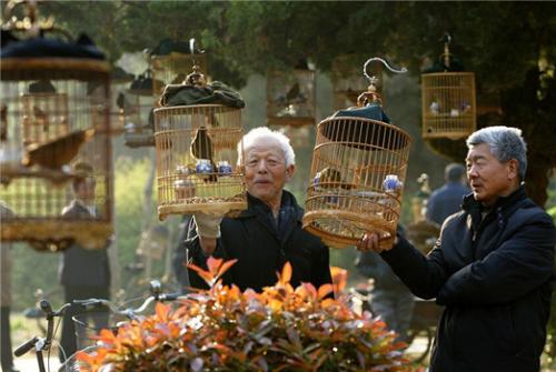 家庭养鸟的风水禁忌,手养鸟平时怎么饲养