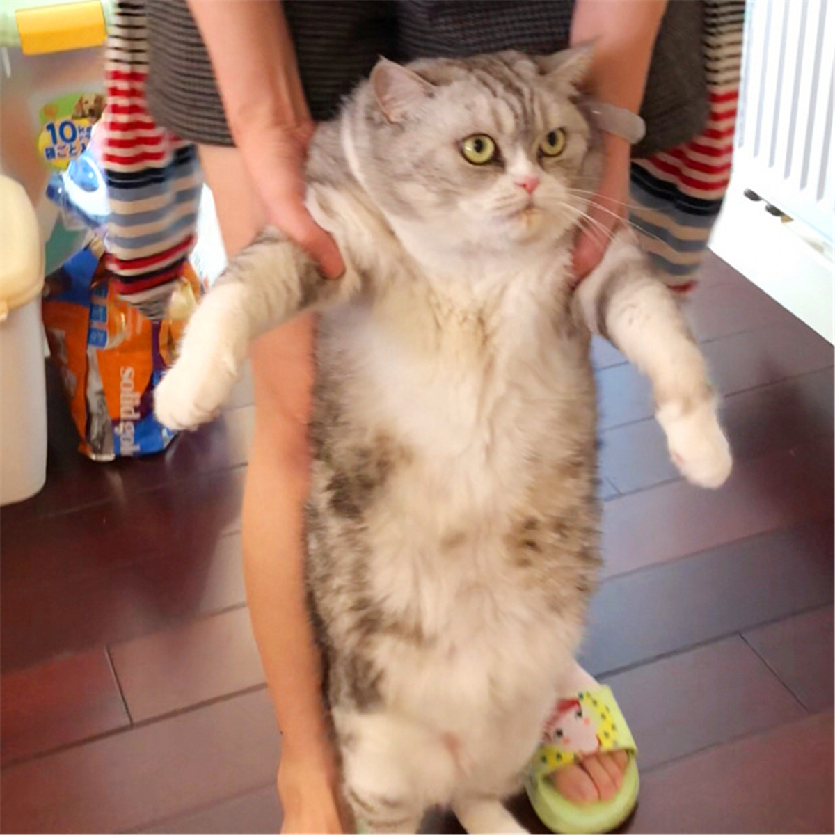 田园猫也是一条生命,中华田园猫中最稀有的田园猫排名