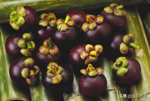 山竹油竹麻竹红叶怎么区分,山竹麻竹油竹瓜竹都是怎么区分的