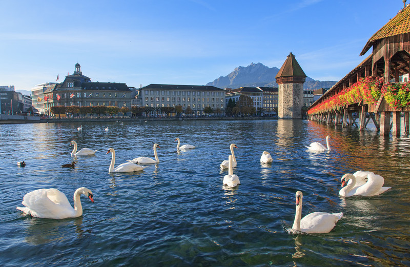 施华洛世奇花漾魔力寓意 (施华洛世奇的花样魔力)