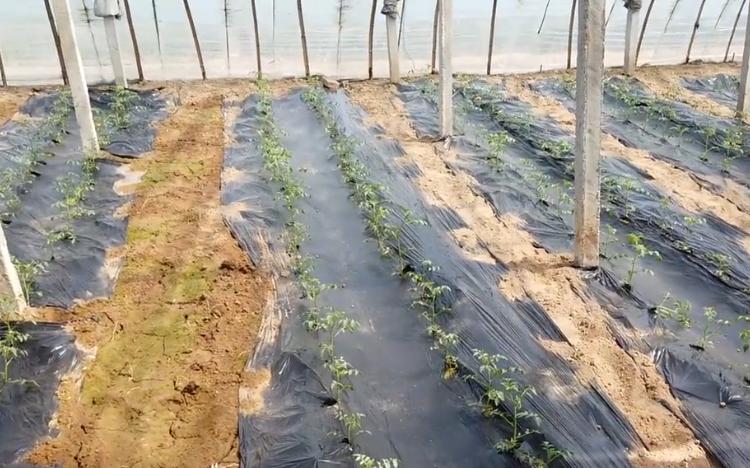 大棚地膜哪种最好用,大棚地膜黑色的和白色的哪种好