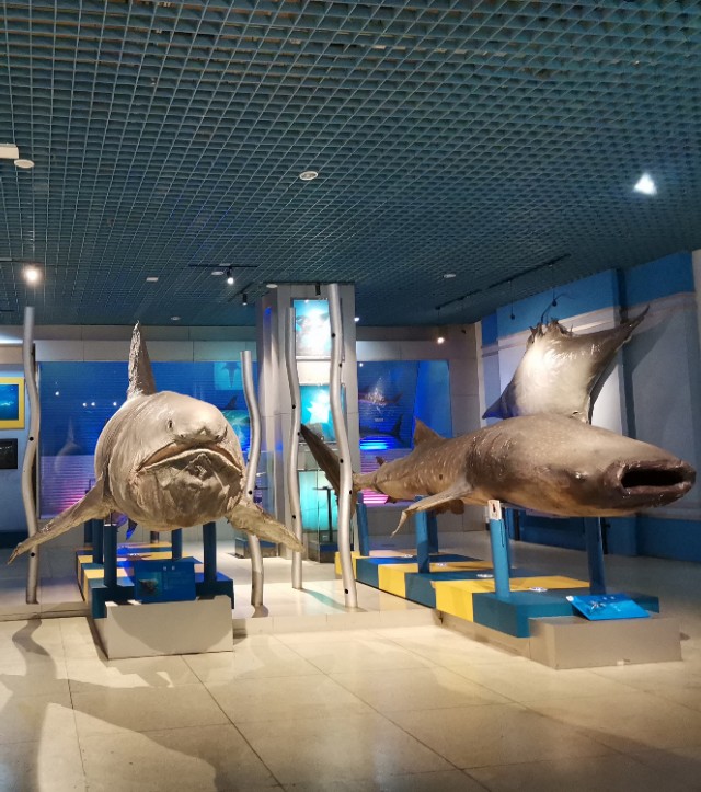 威海鲸鱼标本博物馆,鲸鱼演化博物馆标本