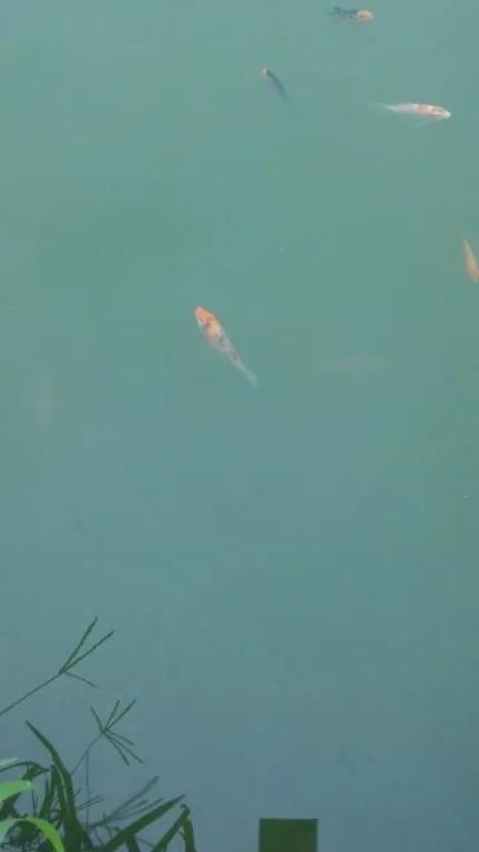 一线渔医良心分享！这份《江高区域全年病害防控指南》请收好