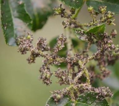 花椒树上为什么会有蚜虫？主要因为这4点，早看早知道