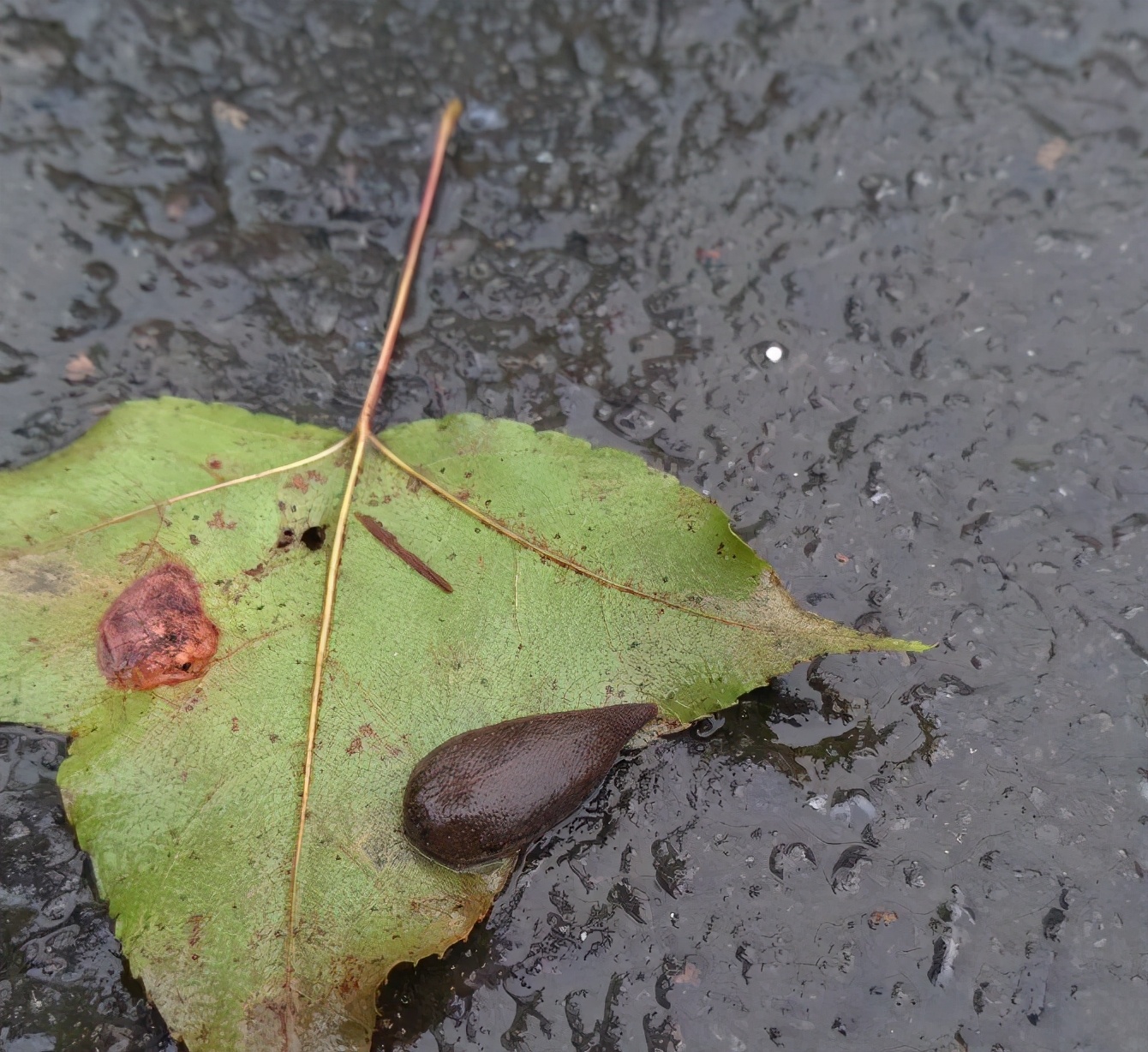 被毒蜂蛰怎么处理,户外被蛇咬后怎么办