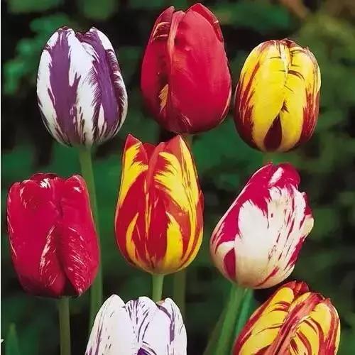 那些天价的植物,十大最值钱的植物