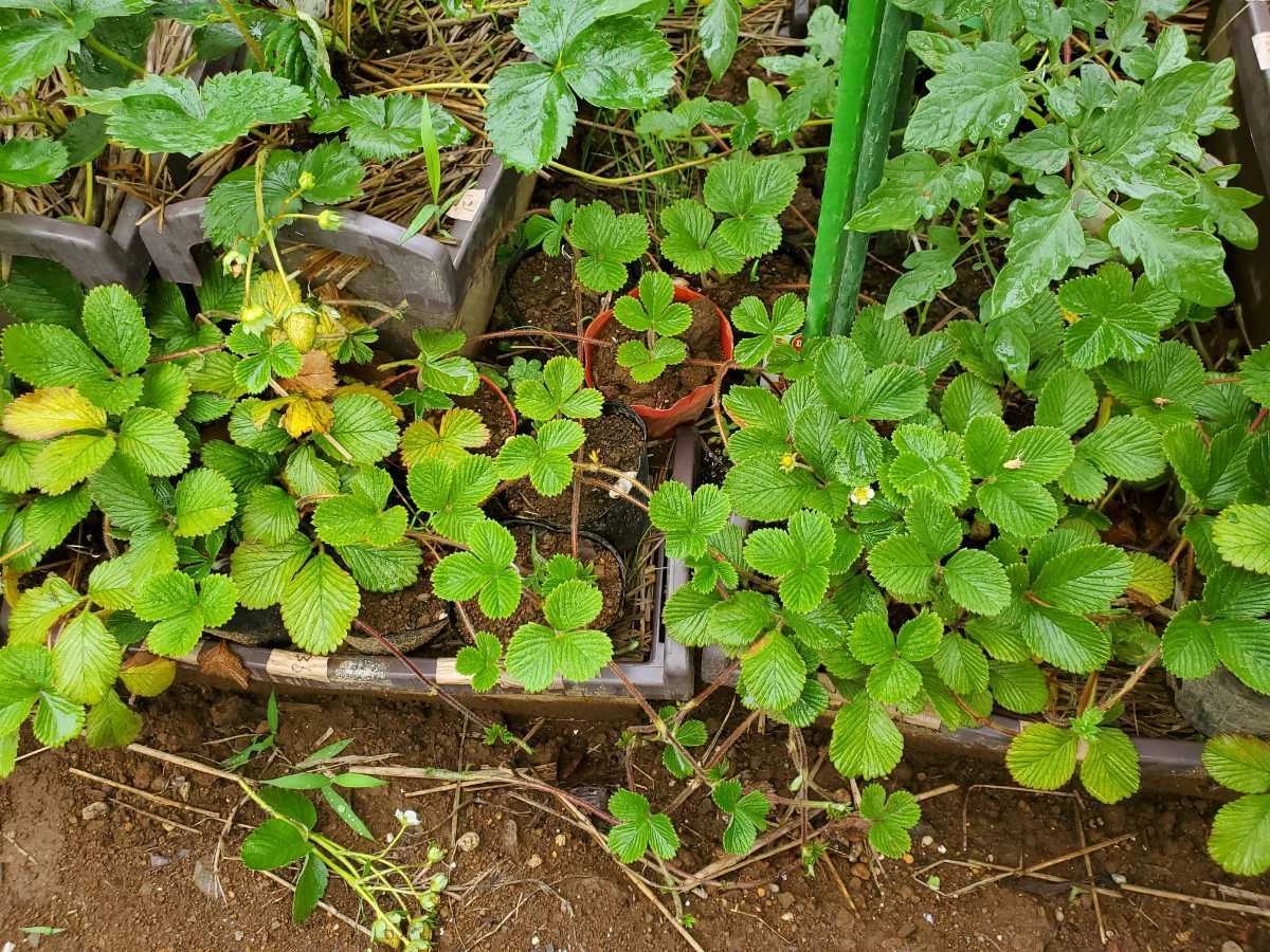 想要冬春时节有草莓吃，阳台种几盆，选好品种是成功的第一步