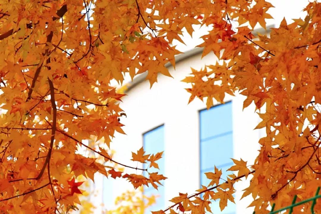 沈阳医学院在辽宁排名,沈阳医学院全面介绍