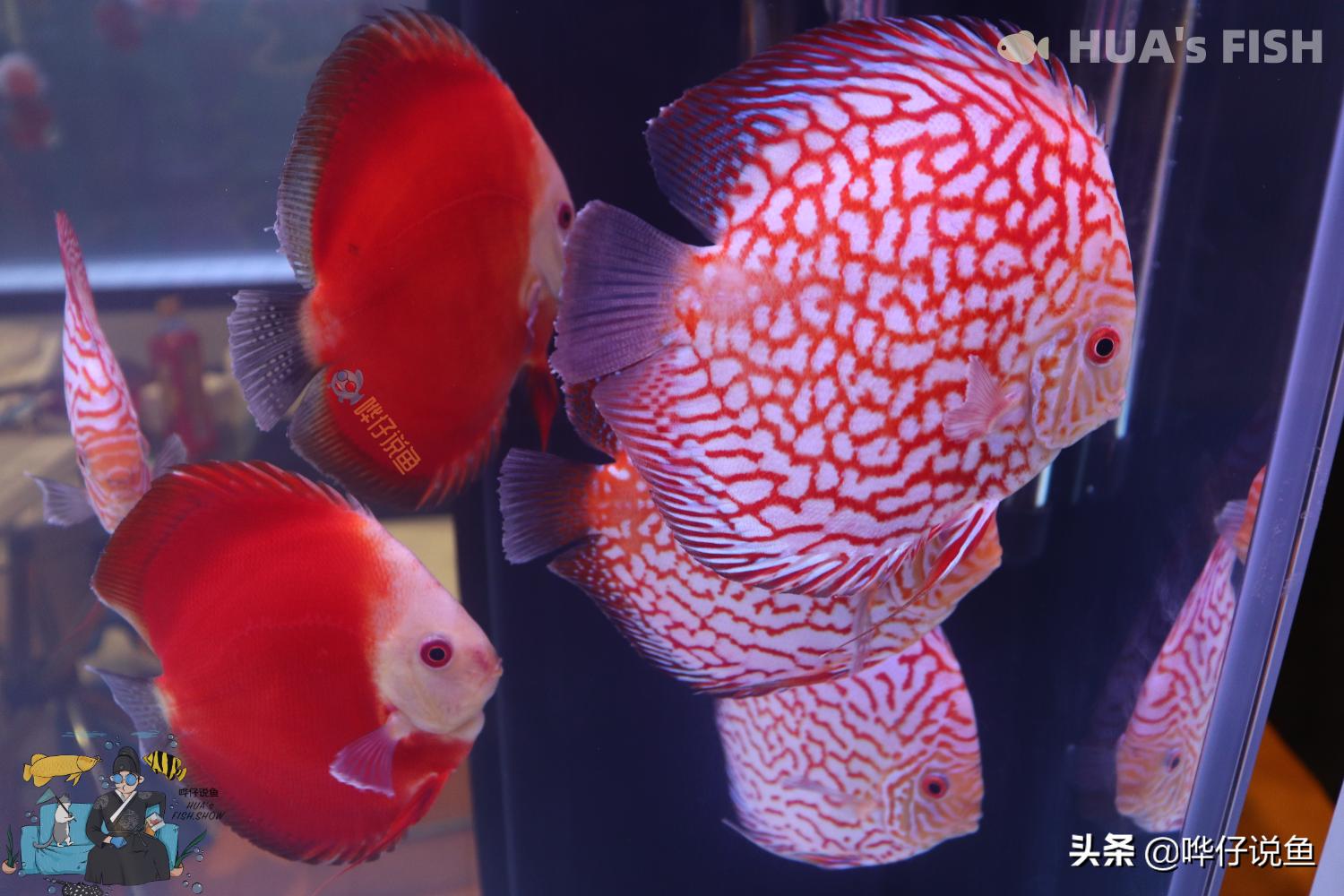 观赏鱼生病的自然疗法,观赏鱼病治疗