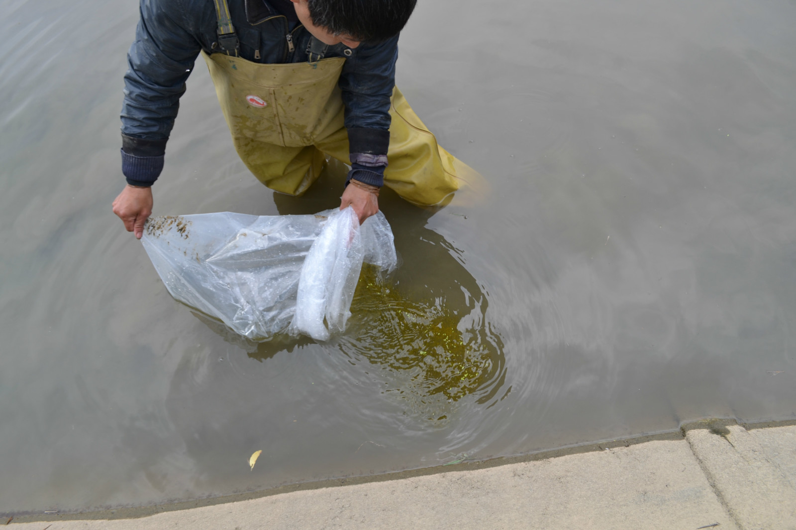 锦鲤池养殖方法图解,锦鲤繁殖全过程纪录片
