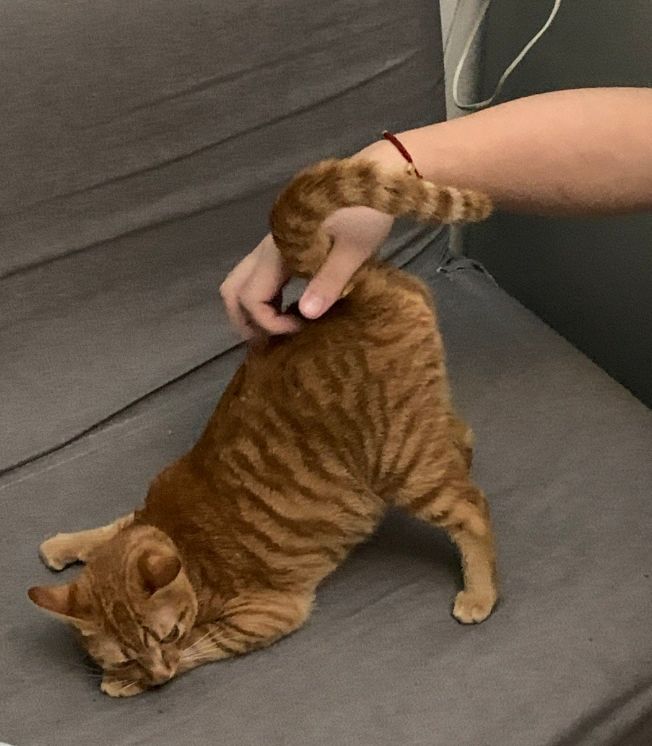 如何挑选猫咪比较好,挑选猫咪