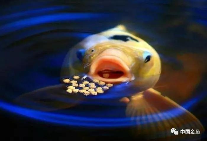 忘记喂鱼怎么办,喂鱼每天必须做的事