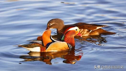 词人与尼姑相恋，被住持棒打鸳鸯，一代才子留下一首艳词表达爱意