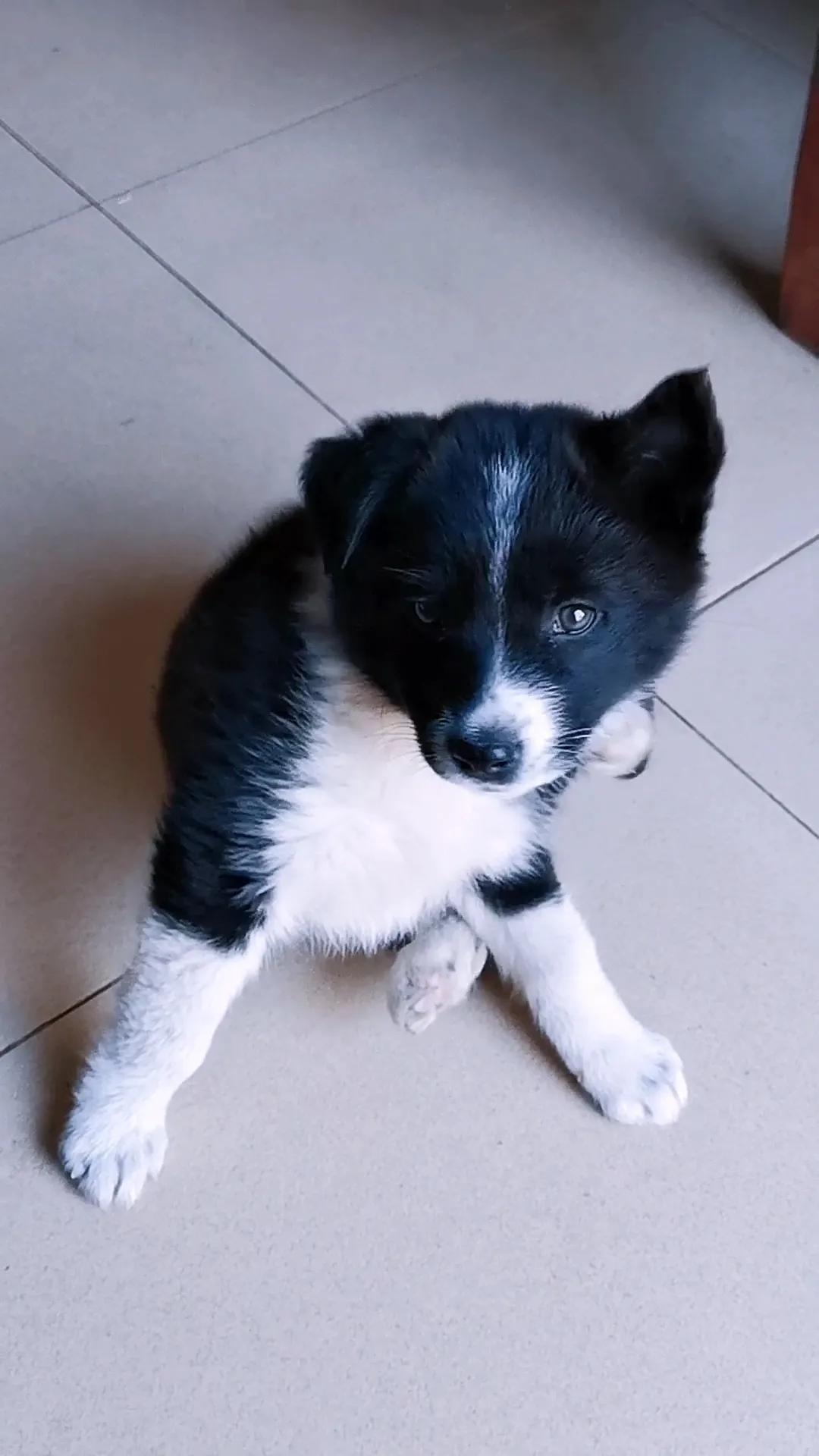 边牧只跟一只狗吵架,为了一只野狗打架