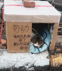 流浪猫在冬天怎么办,流浪猫猫冬天怎么保暖最好