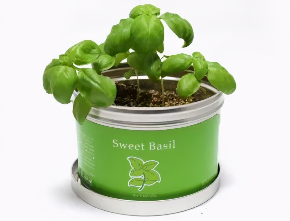 味似茴香的罗勒,叶翠、花艳、芳香四溢,实用派都盆栽在阳台上