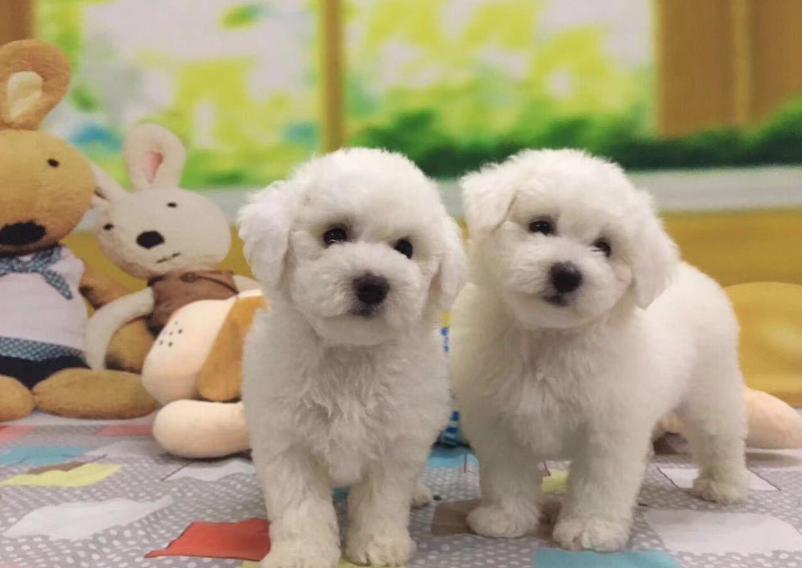 比熊狗狗体重对照表,比熊年龄对照表